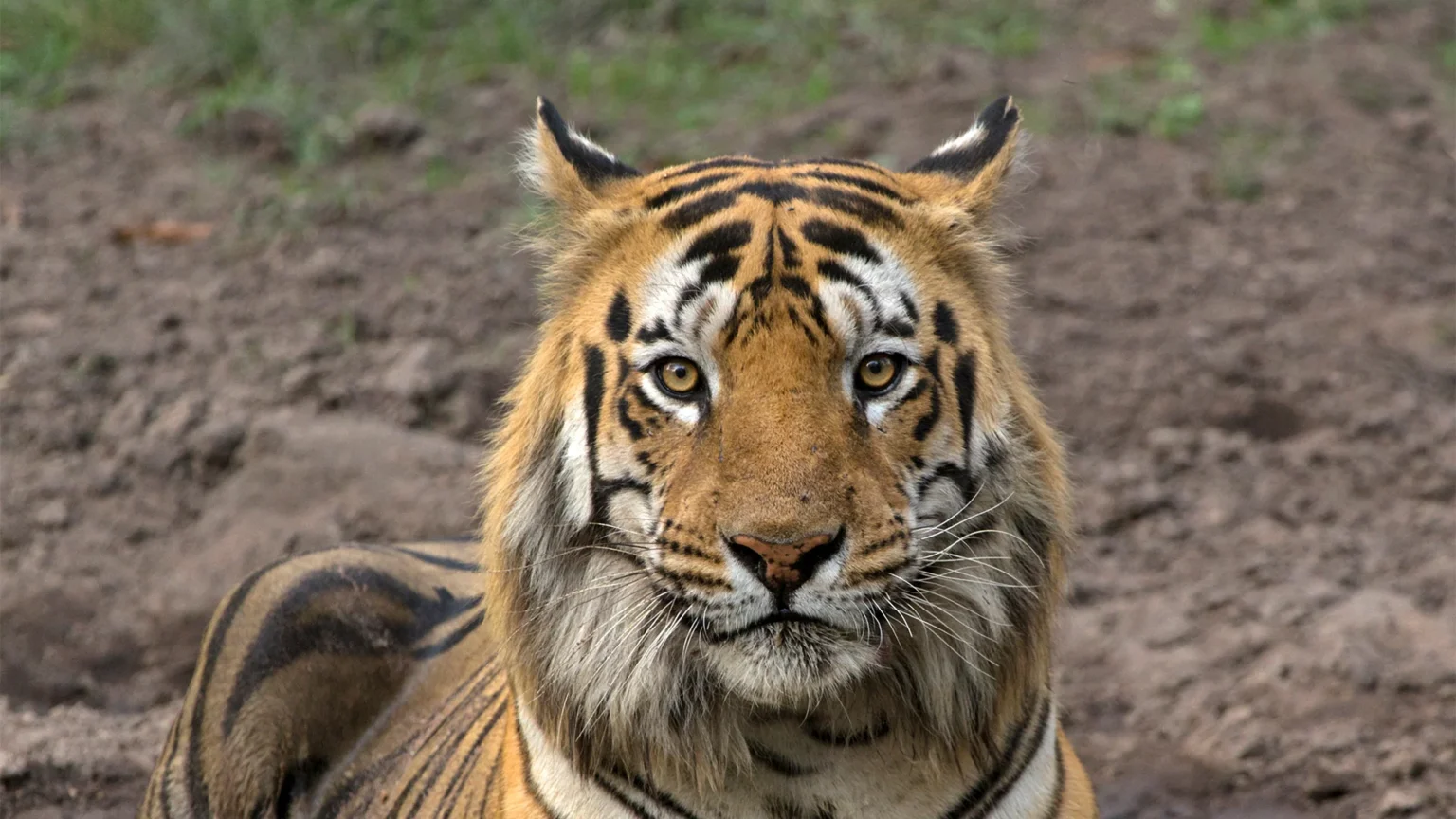 Khutvanda Gate in Tadoba Andhari Tiger Reserve