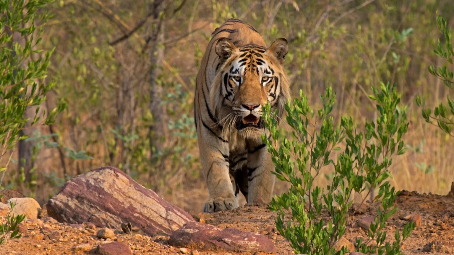 Pangdi Zone in Tadoba Andhari Tiger Reserve