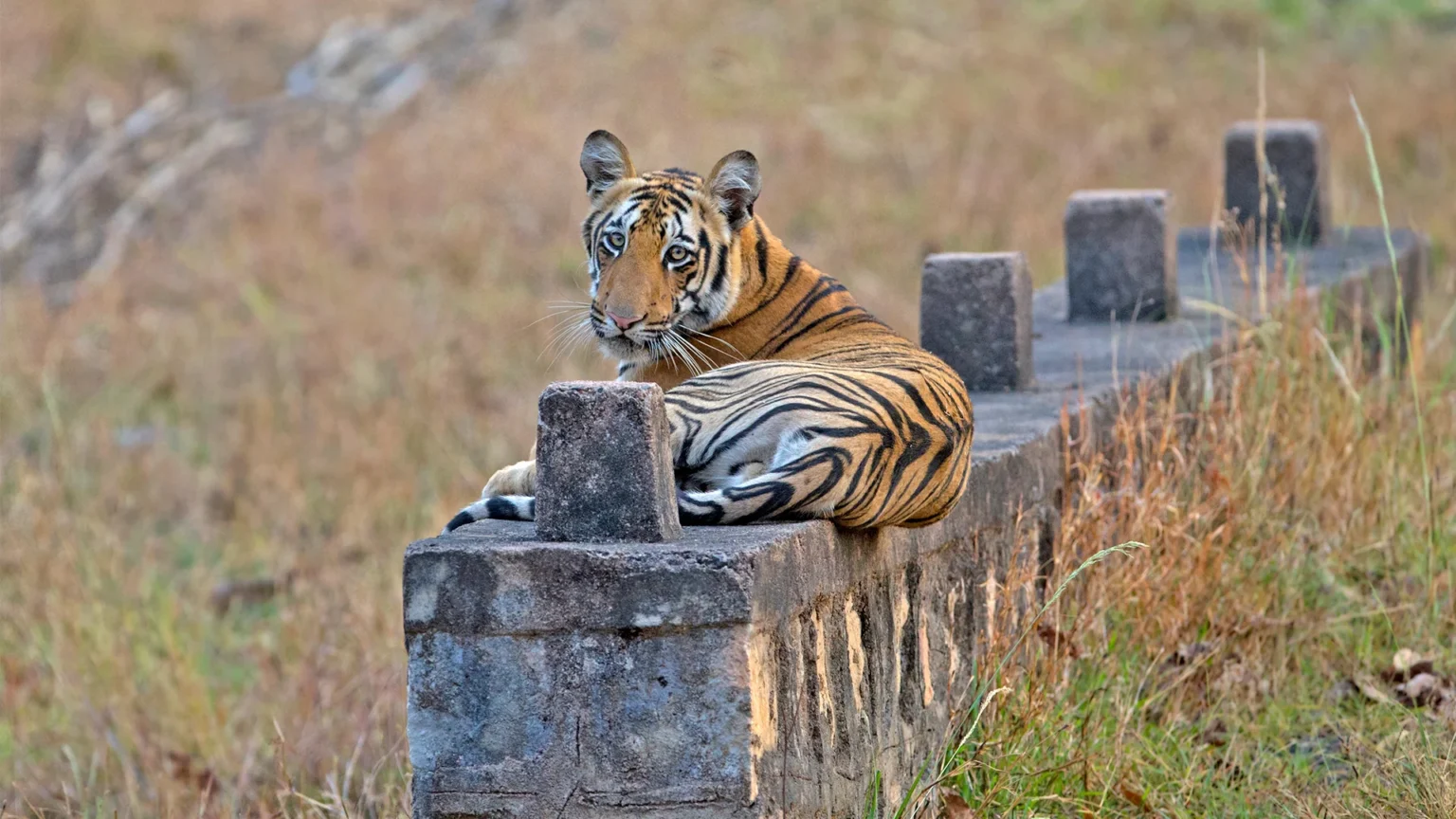 Zari Gate in Tadoba Andhari Tiger Reserve
