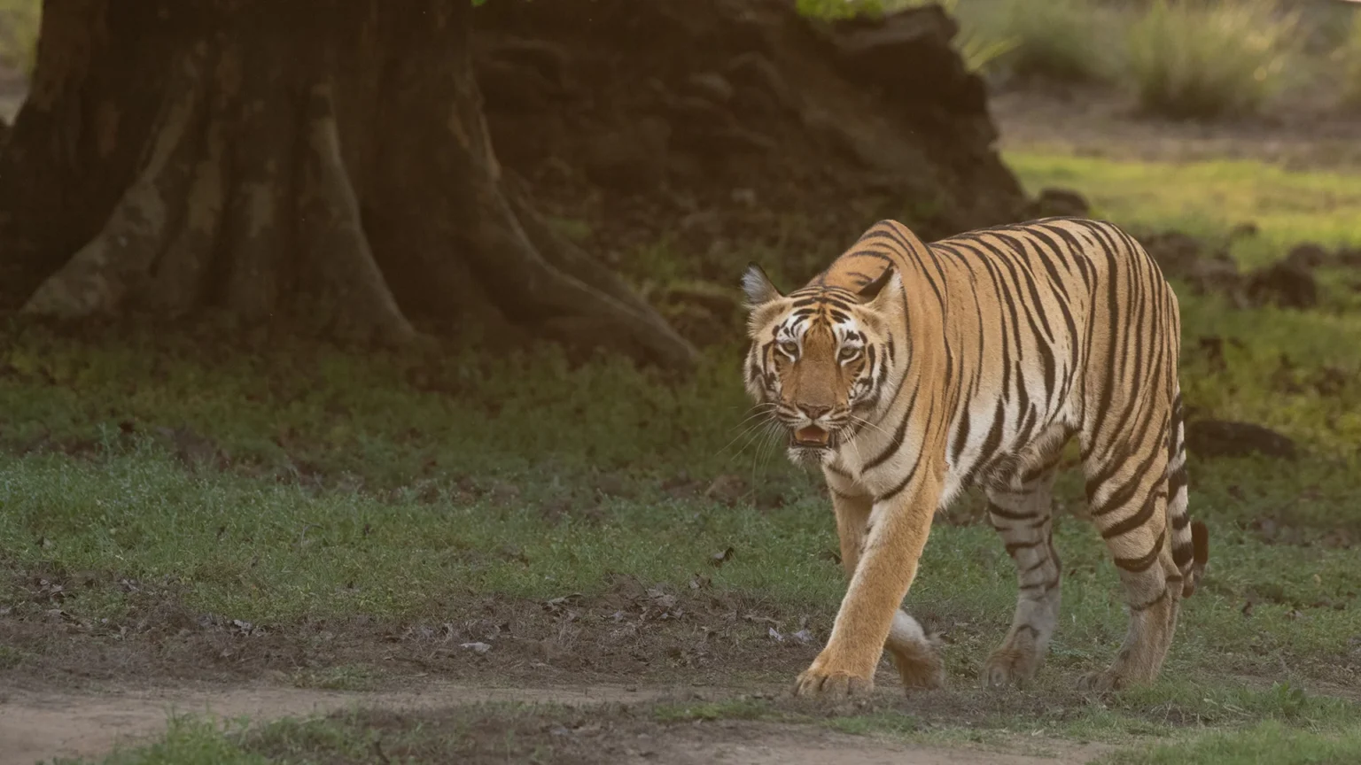 Agrazari Zone in Tadoba Andhari Tiger Reserve