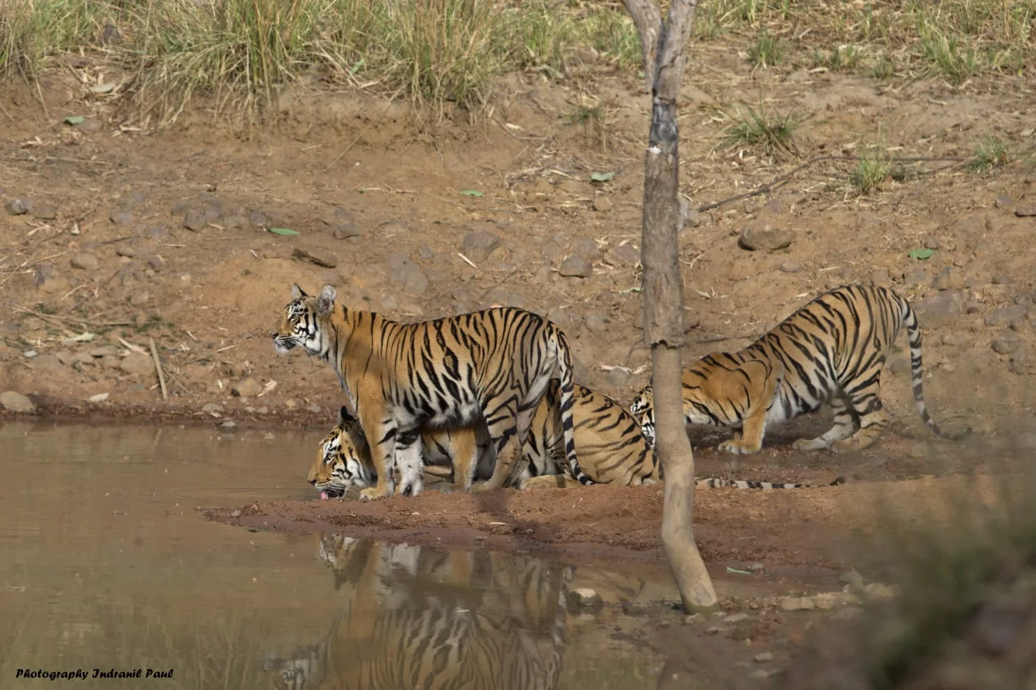 Devada Adegaon Zone in Tadoba Andhari Tiger Reserve