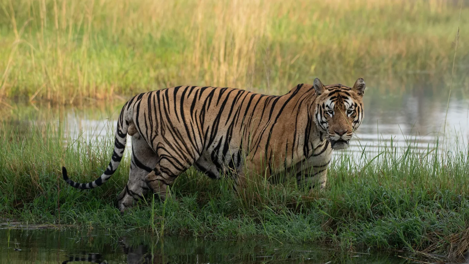 Junona Zone in Tadoba Andhari Tiger Reserve