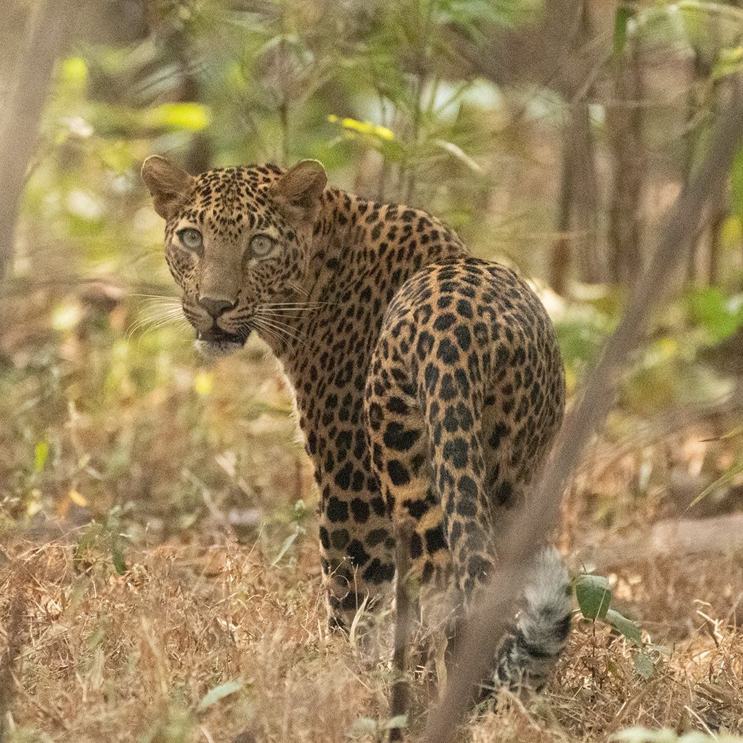 Tadoba National Park