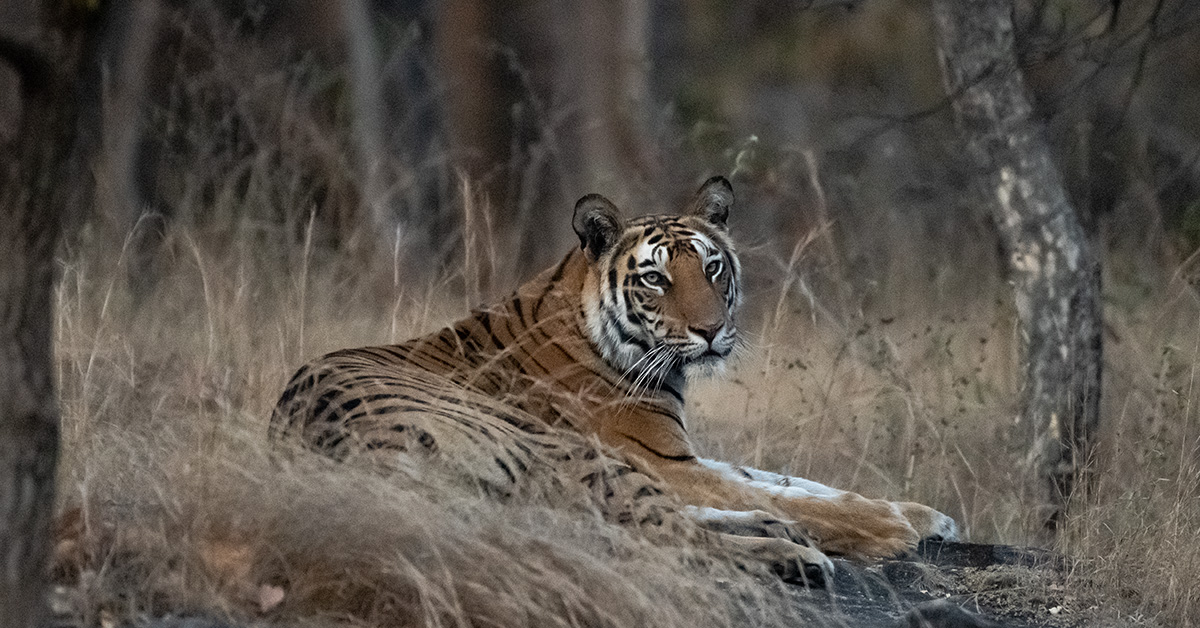 The Bandhavgarh National Park