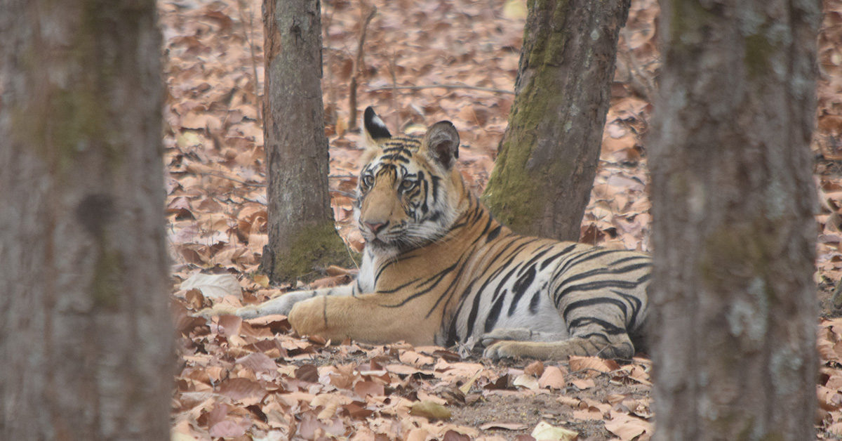 Safari Zones of Bandhavgarh