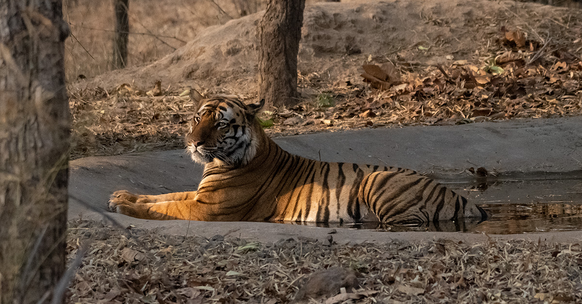 Bandhavgarh National Park