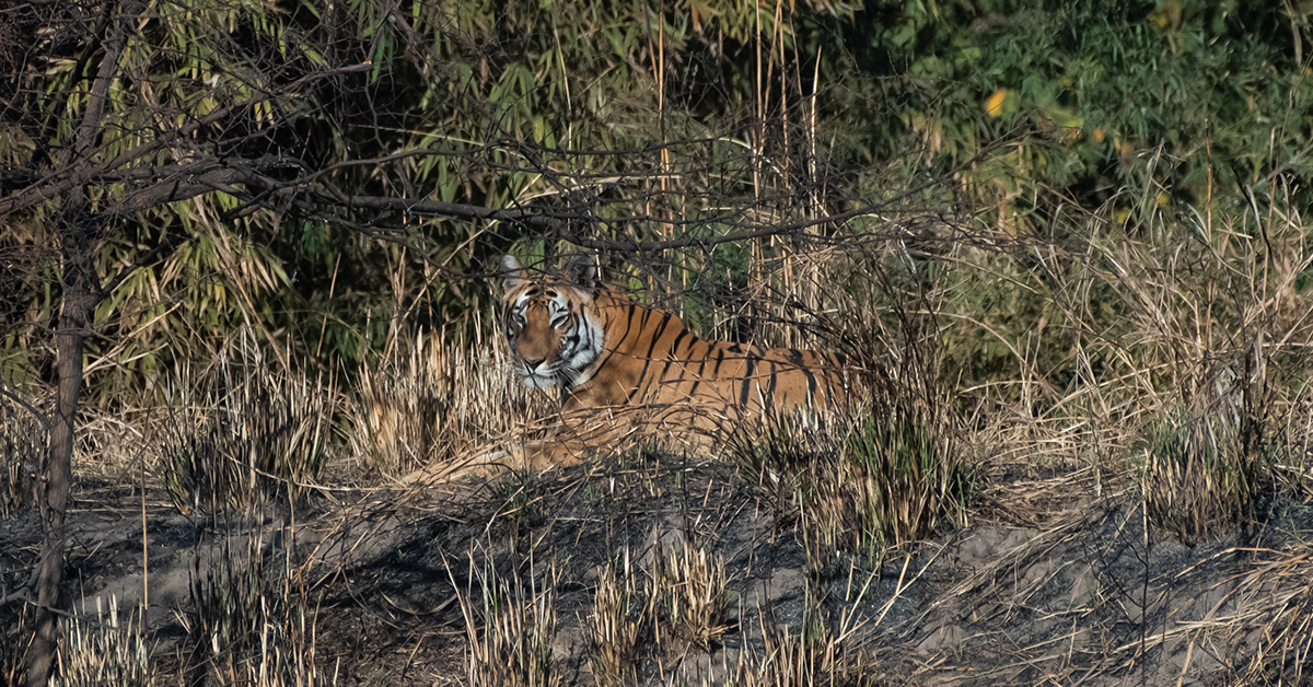 The Bandhavgarh National Park