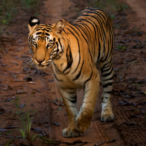 Bandhavgarh National Park