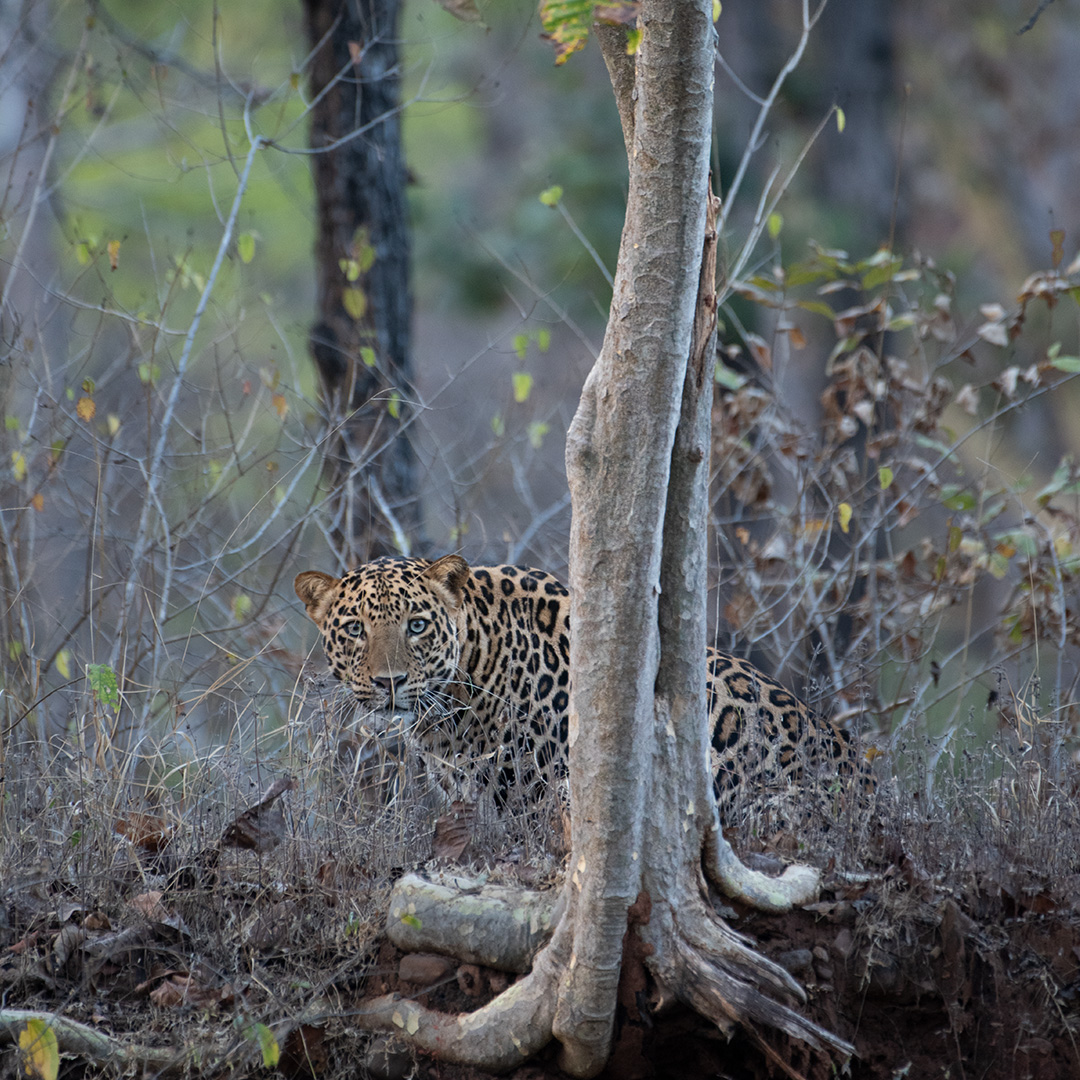 Jim Corbett National Park