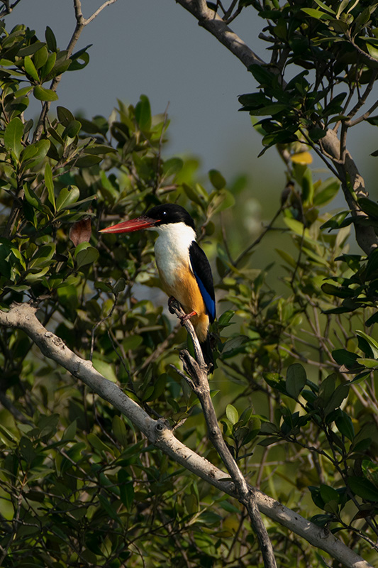 Sundarbans National Park