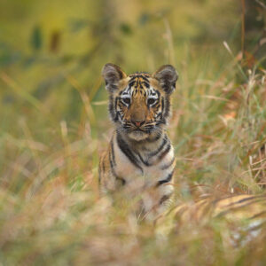 Top Entry Gates and Zones in Tadoba