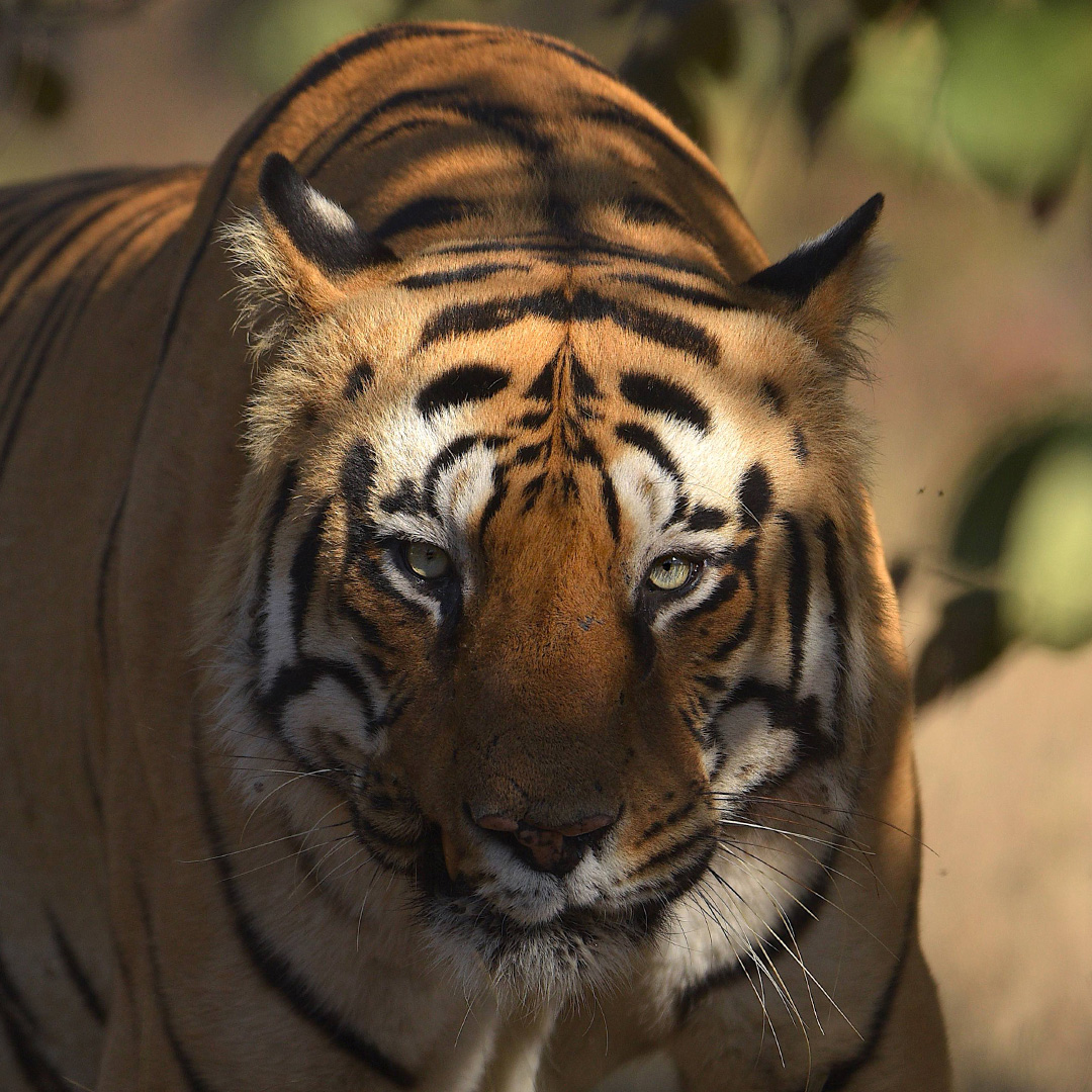 Tadoba tiger