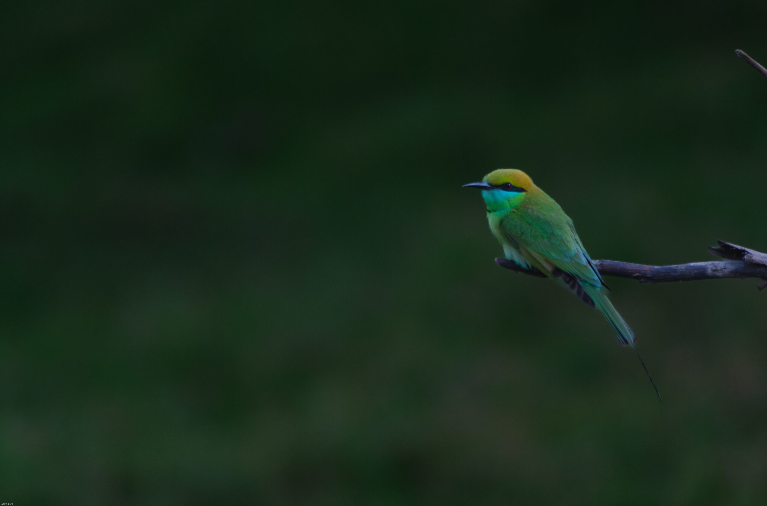 Satpura Tiger Reserve in India