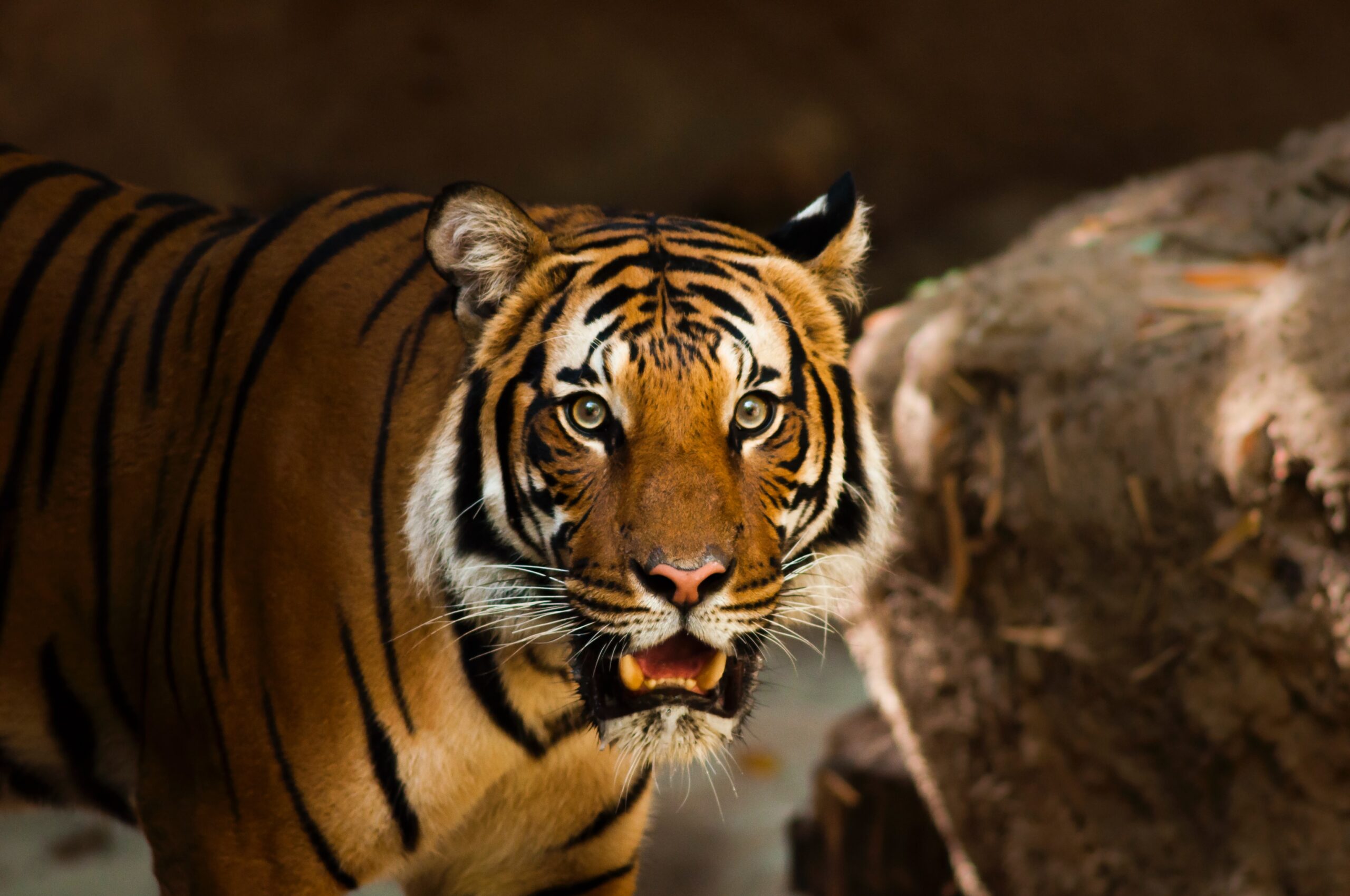 The Satpura Tiger Reserve