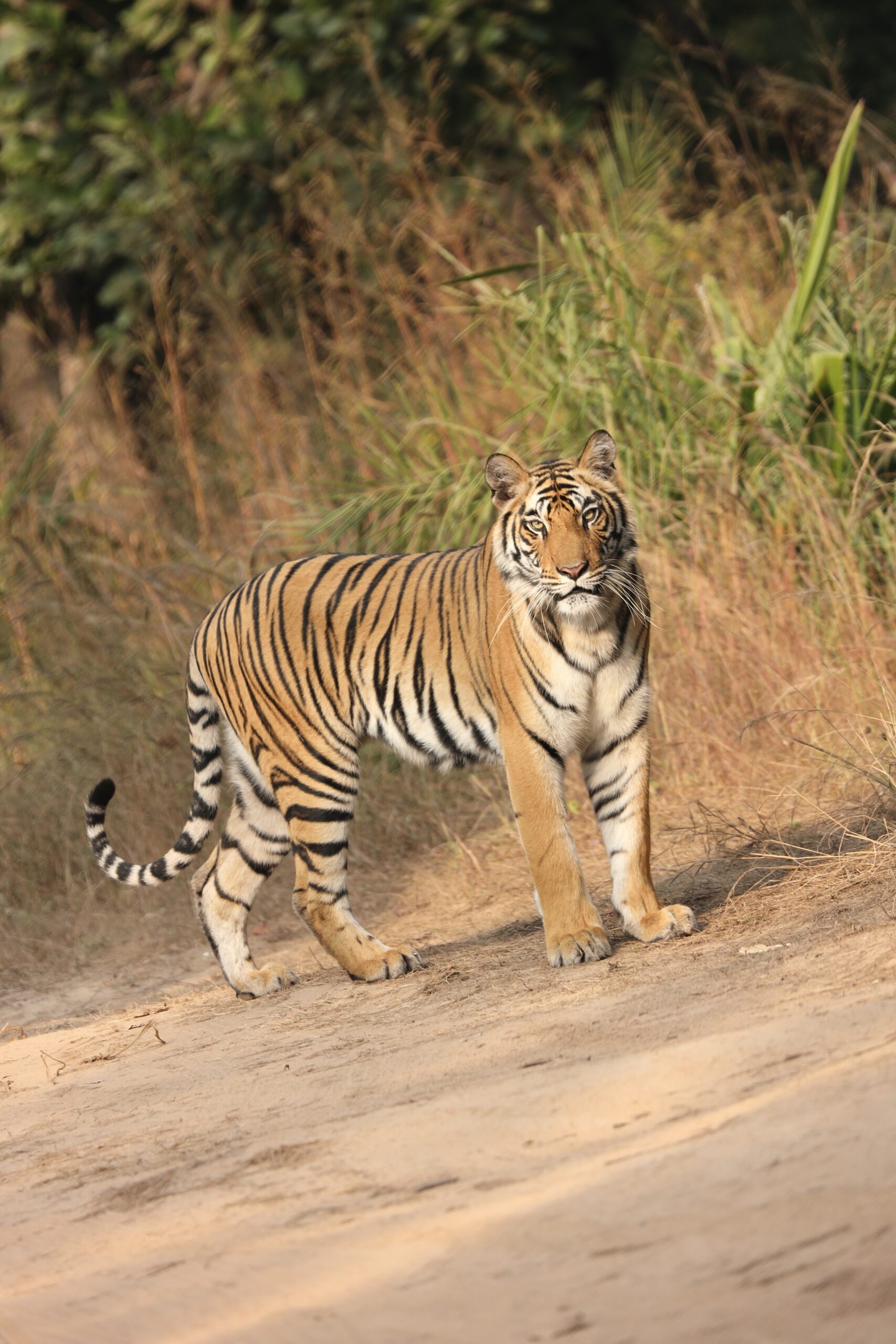 The Sundarban National Park