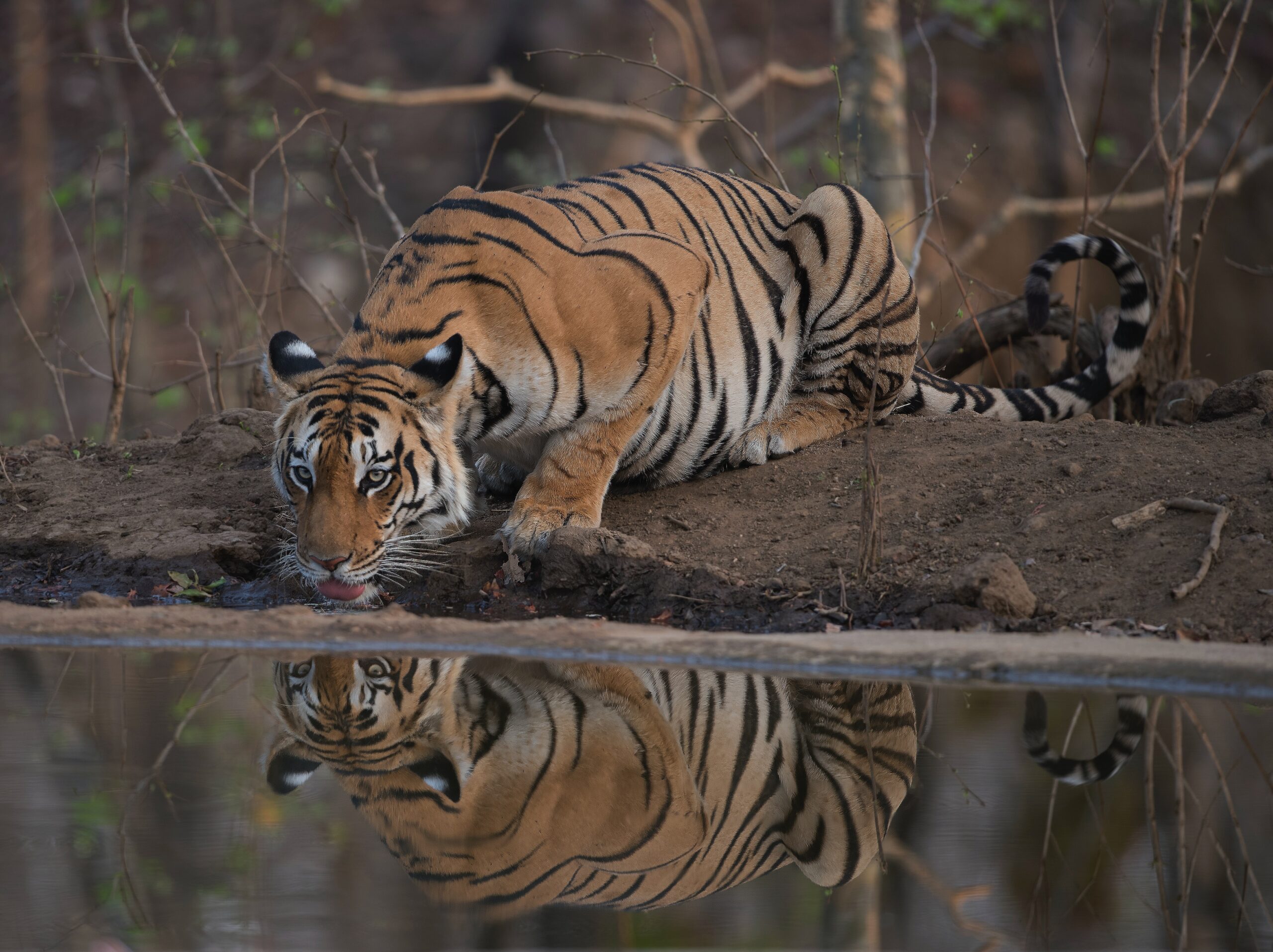 The Pench National Park