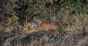 Bandhavgarh Meadows Resort