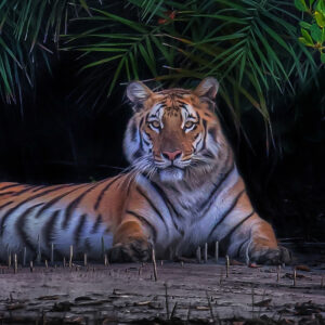 Sundarban National Park