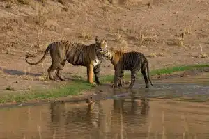 Bandhavgarh National Park activities