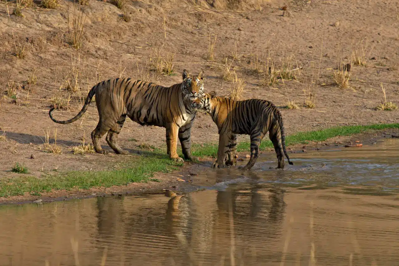 Bandhavgarh National Park activities