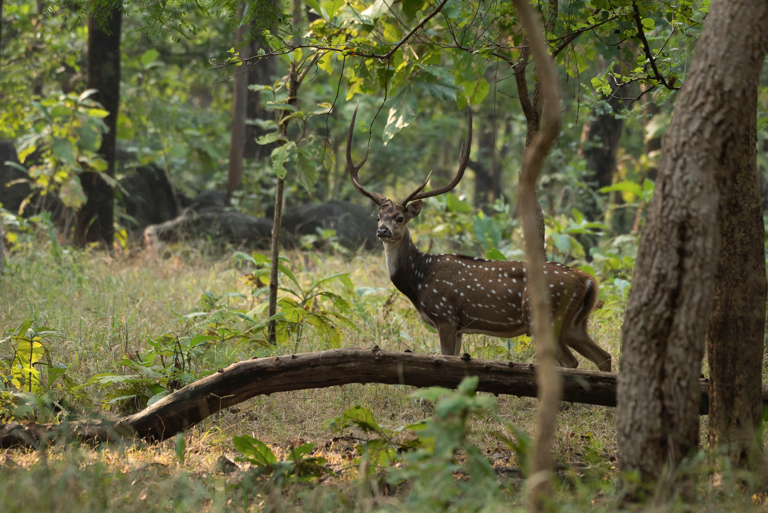 Tadoba 2-Night Tiger Safari Package