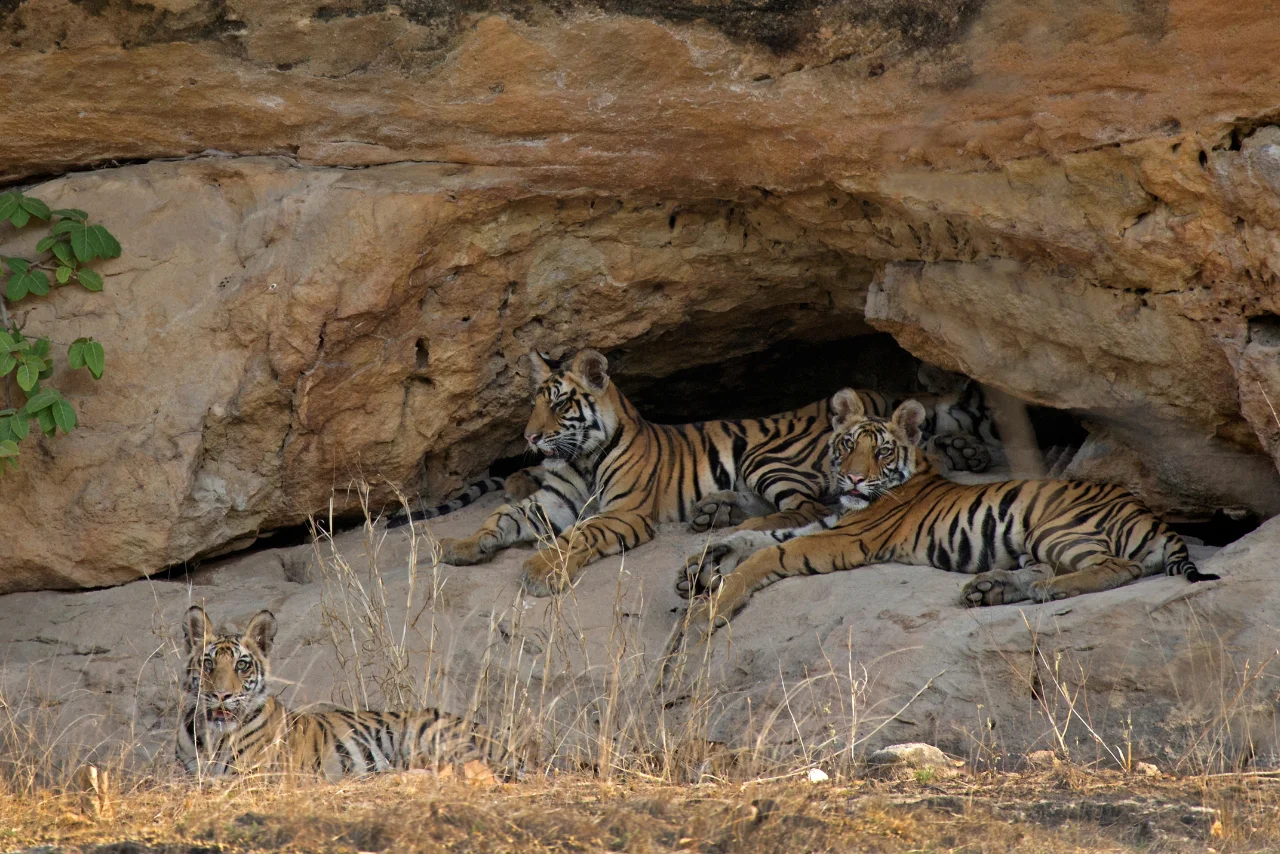 Bandhavgarh Weekend Escape Tiger Safari Experience