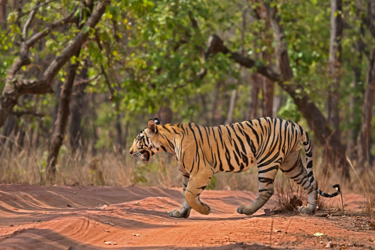 Bandhavgarh Weekend Escape Tiger Safari Experience