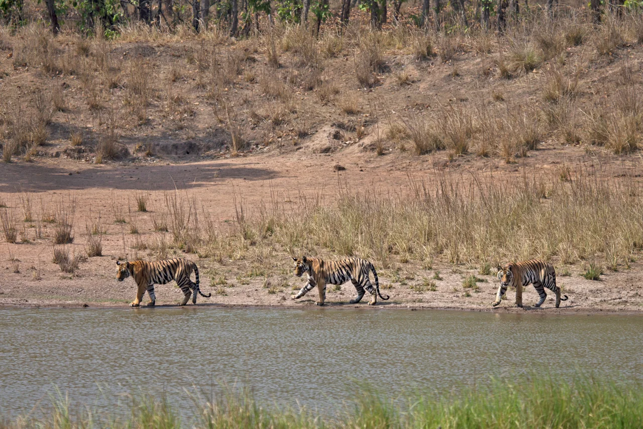 Bandhavgarh Weekend Escape Tiger Safari Experience