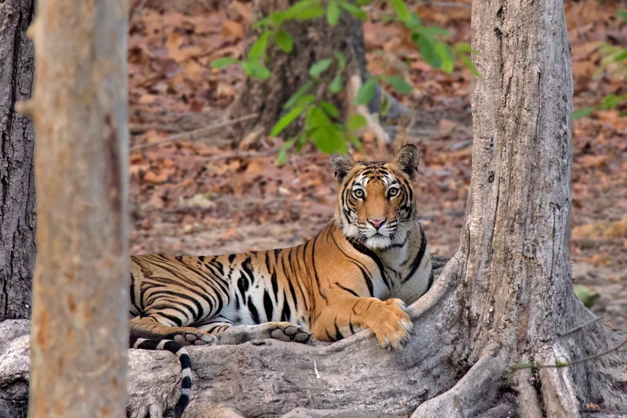 Bandhavgarh Intensive Package 4-Safari Tiger Adventure