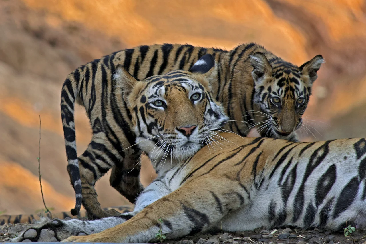 Corbett Wilderness Expedition Dhikala & Bijrani Tiger Safari