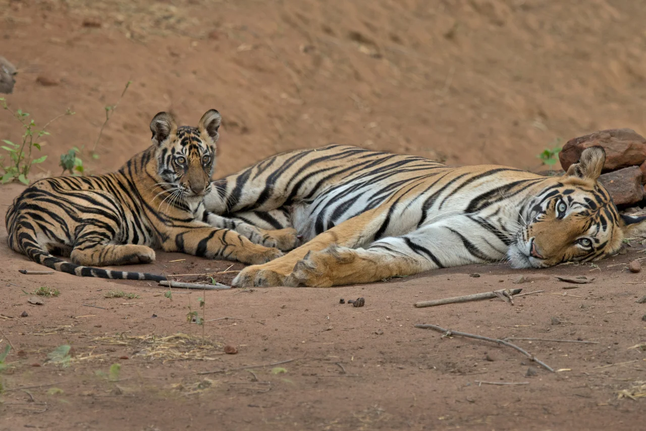 Ultimate Bandhavgarh Tiger Expedition 6-Safari