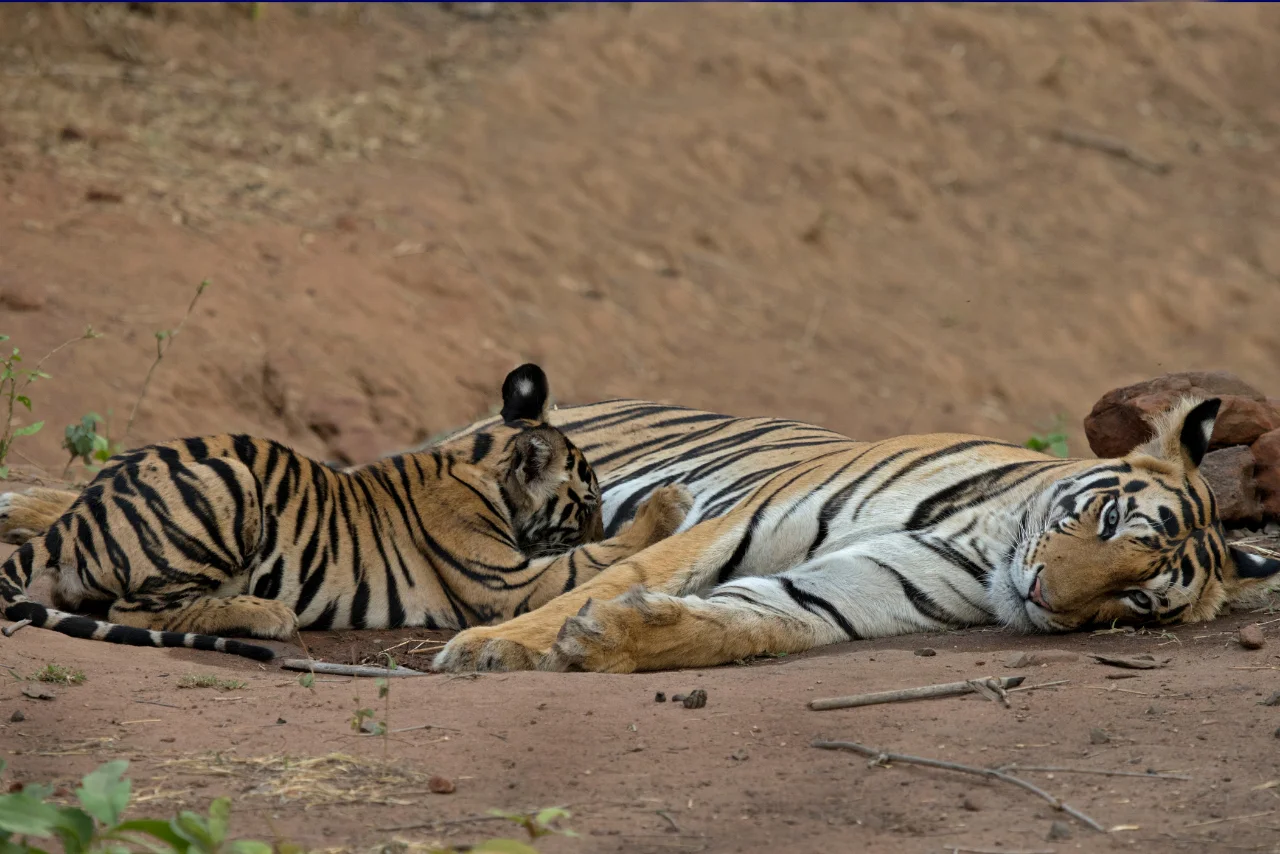Pench Wildlife Package 4-Safari Tiger Adventure