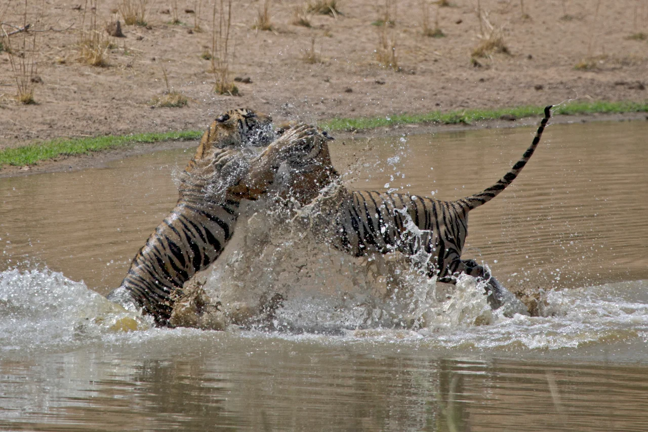 Bandhavgarh Intensive Package 4-Safari Tiger Adventure