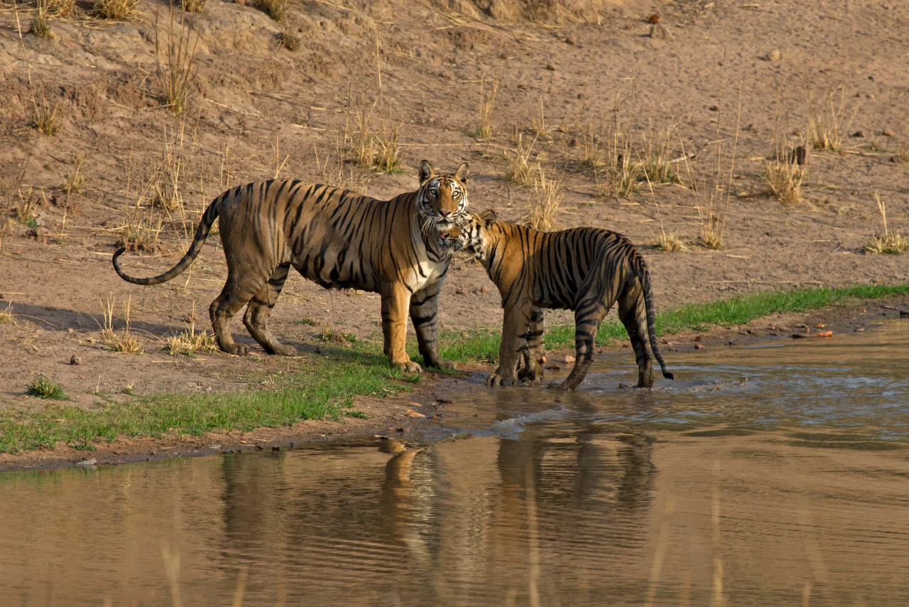 Bandhavgarh Intensive Package 4-Safari Tiger Adventure