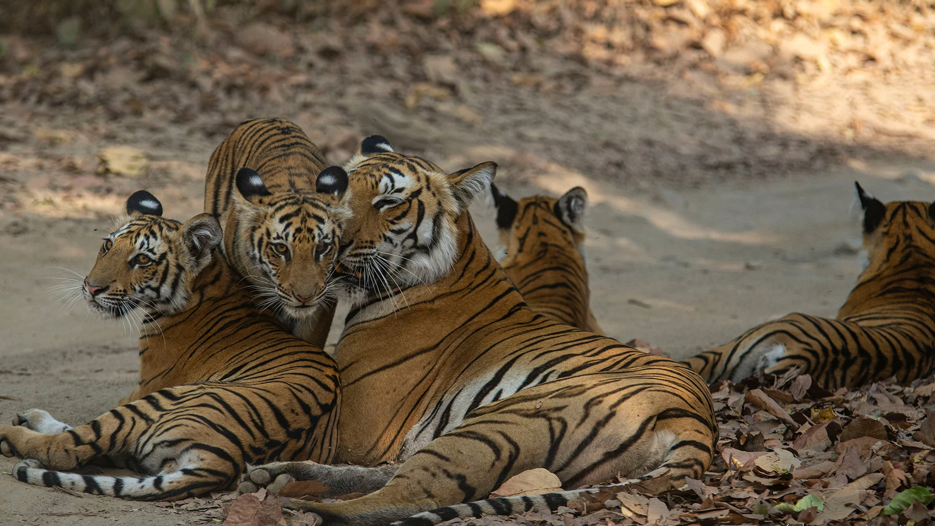 Fauna at Corbett Tiger Reserve