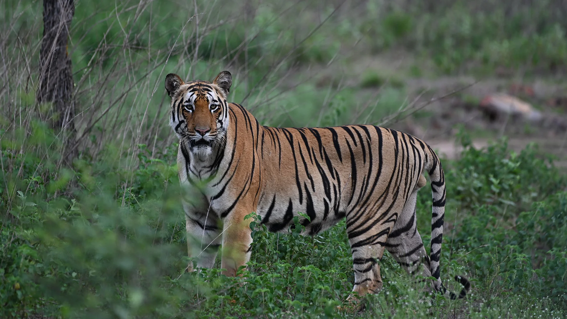 Tadoba 2-Night Tiger Safari Package
