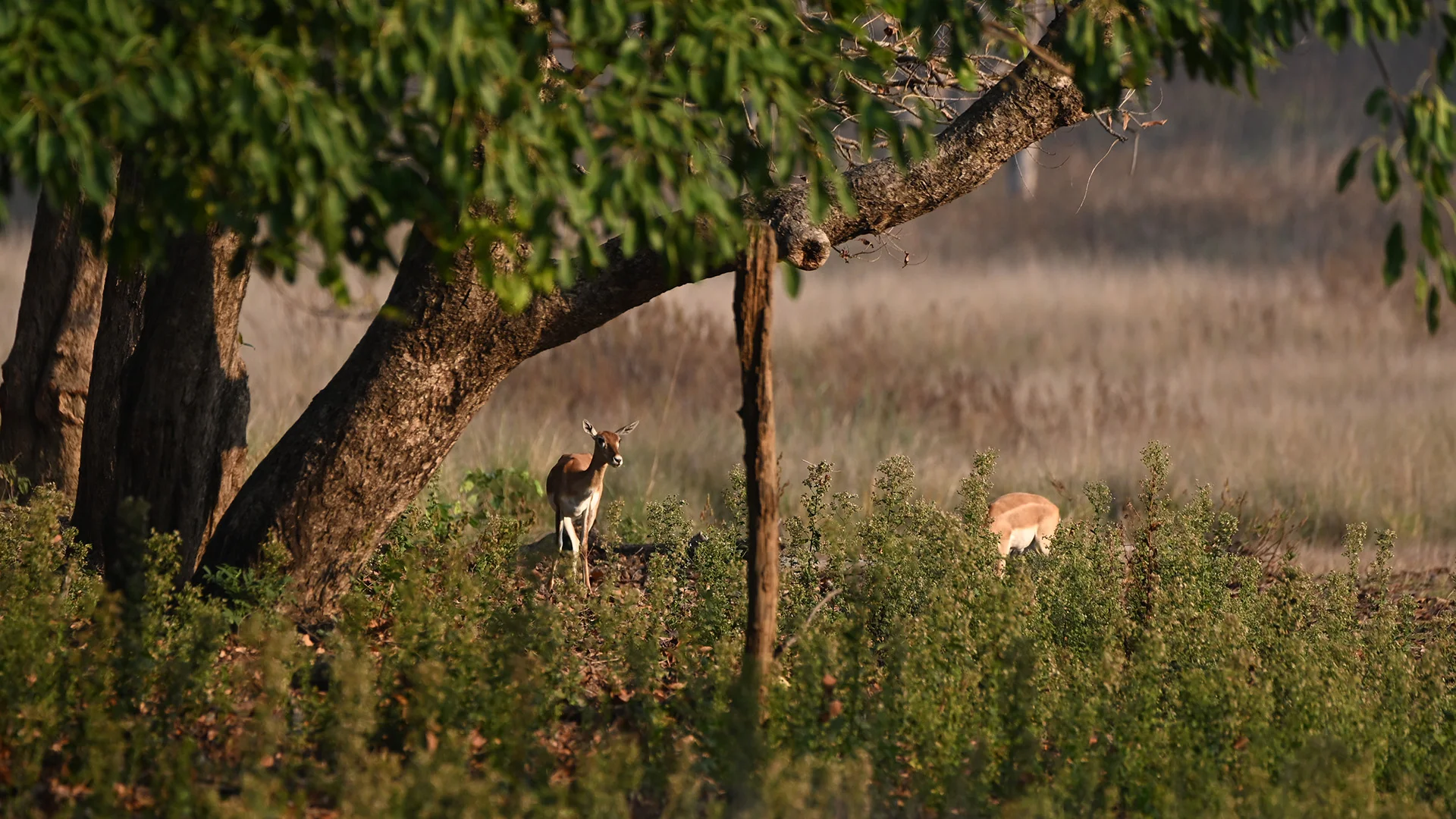 Safari Type 3