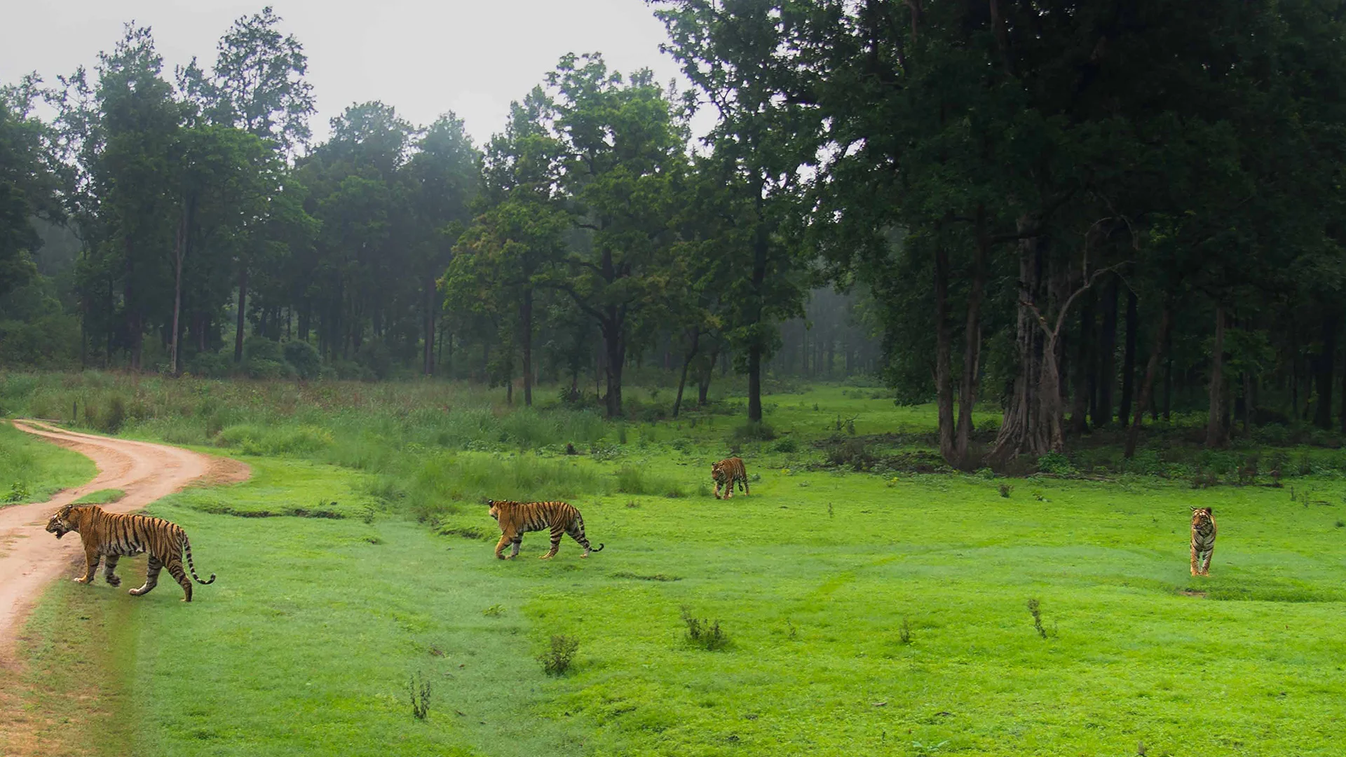 Fauna at Kanha Tiger Reserve