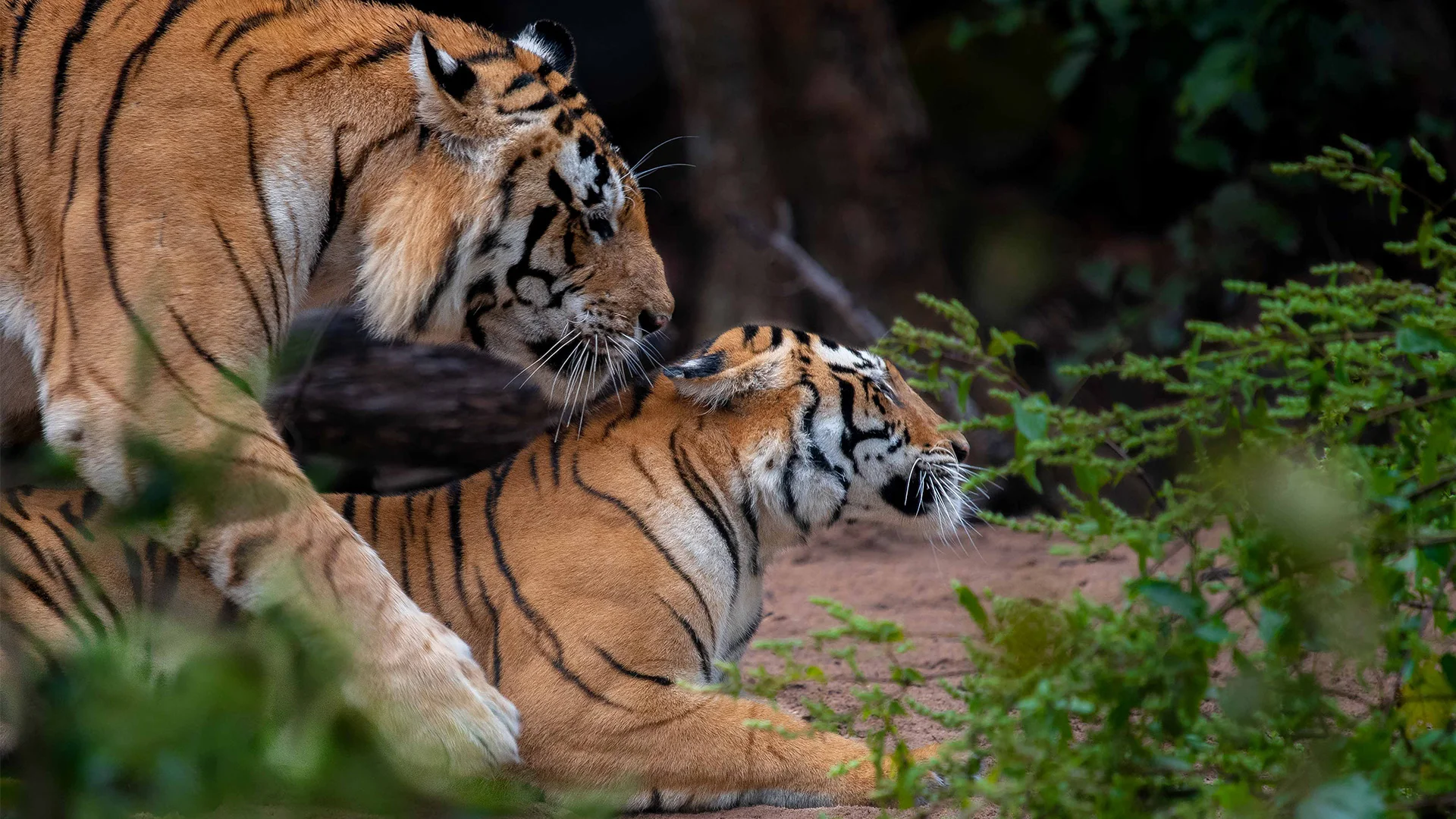 Kanha Tiger Reserve Map