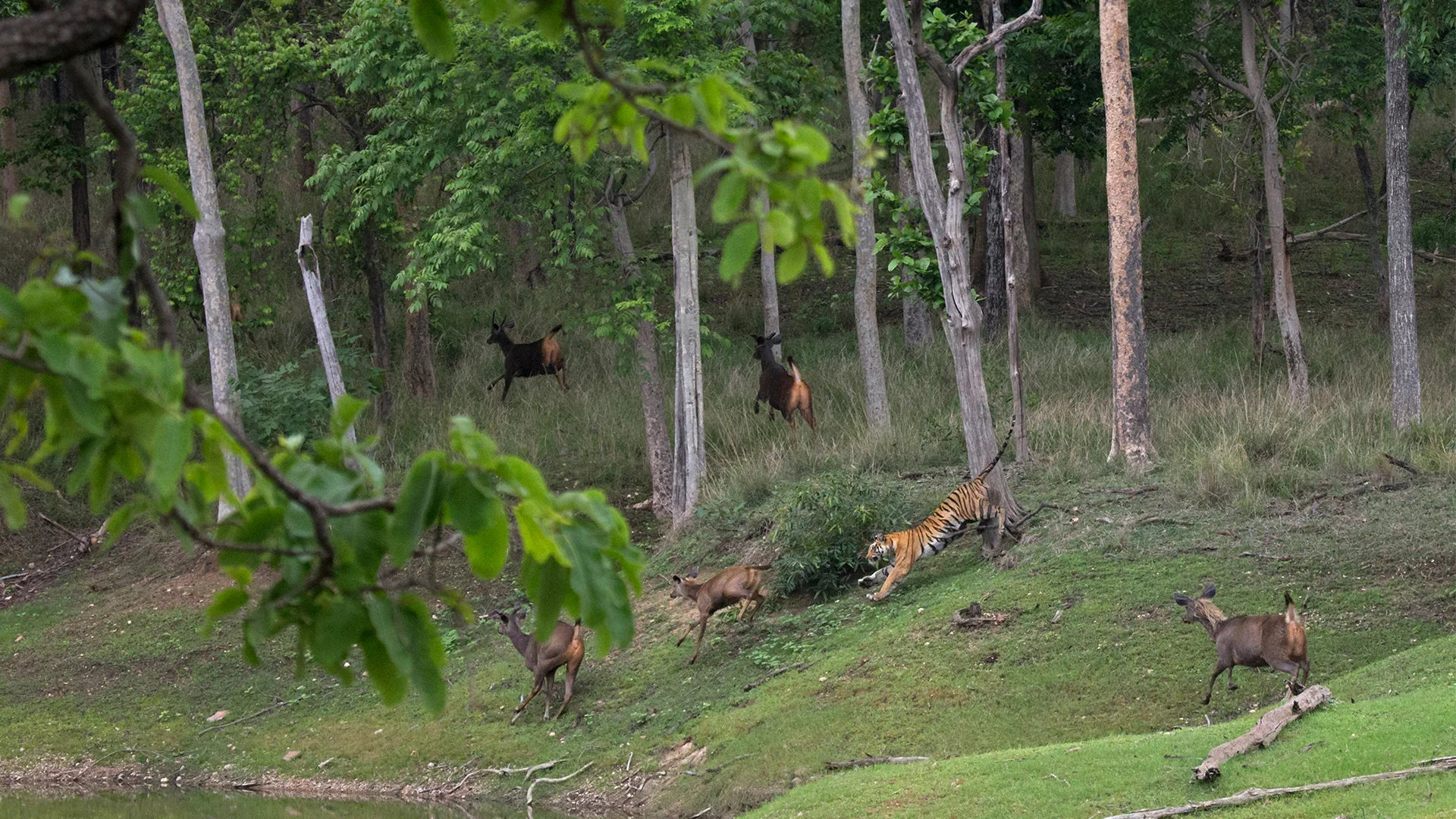 Ultimate Dhikala Tour 7-Safari Tiger Adventure in Corbett