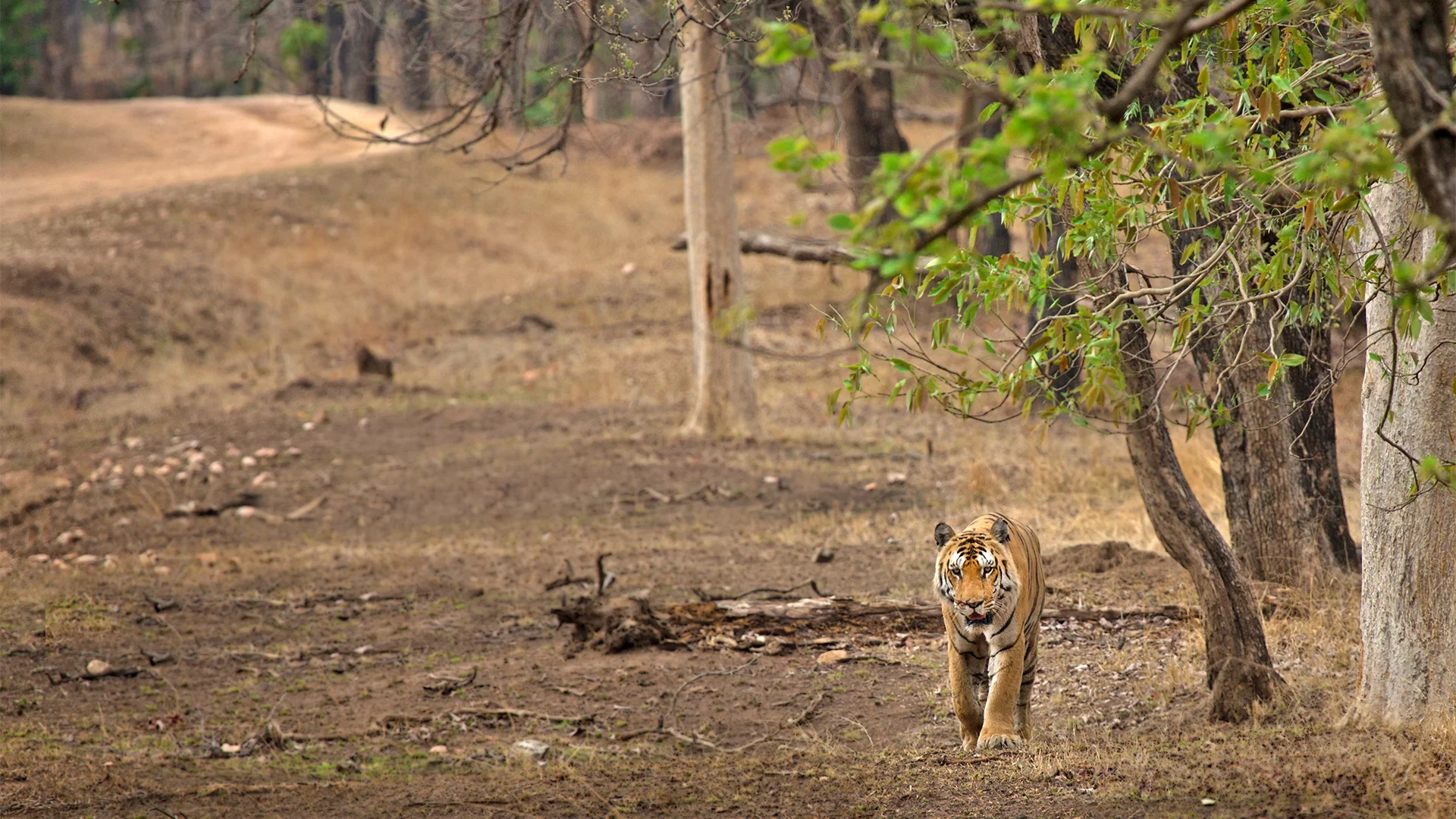 Jungle Adventure Relaxed Pench Weekend
