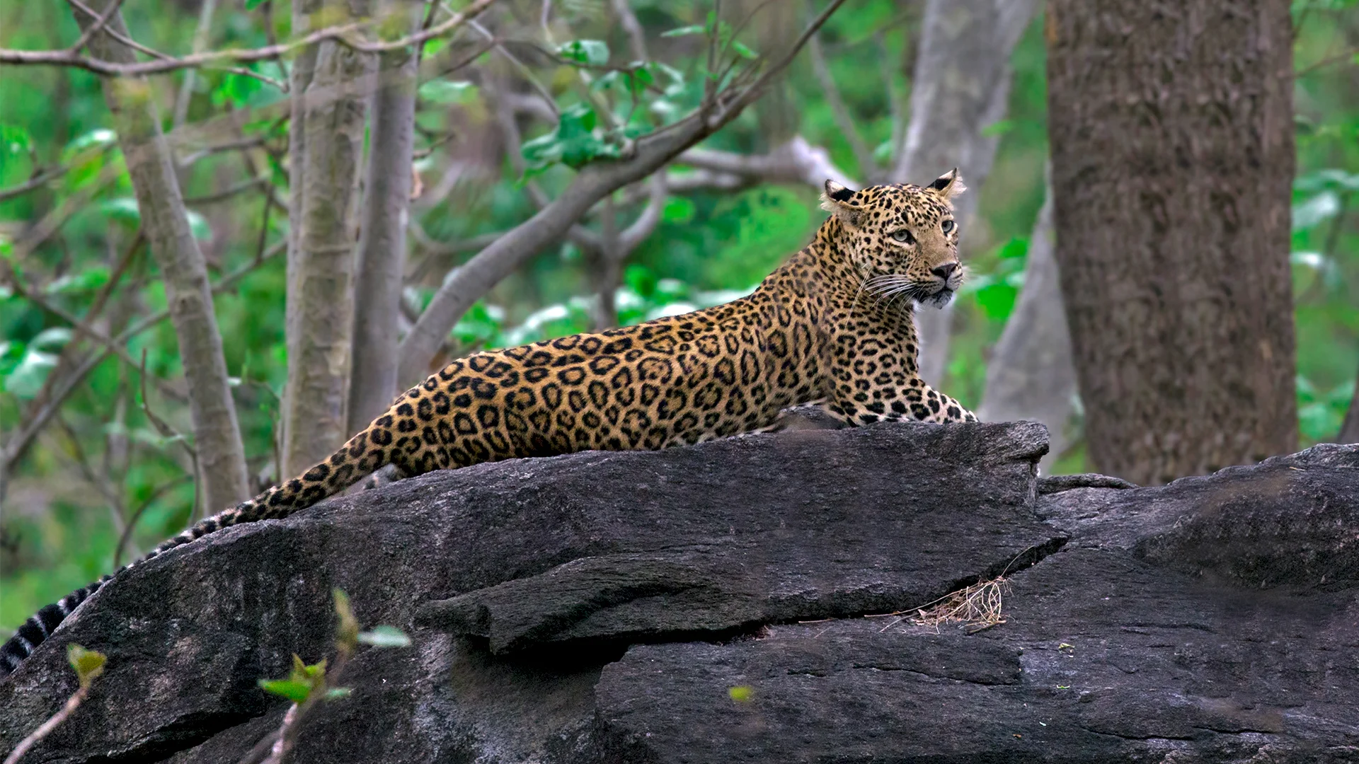 Ultimate Pench Tiger Expedition 6-Safari Wilderness