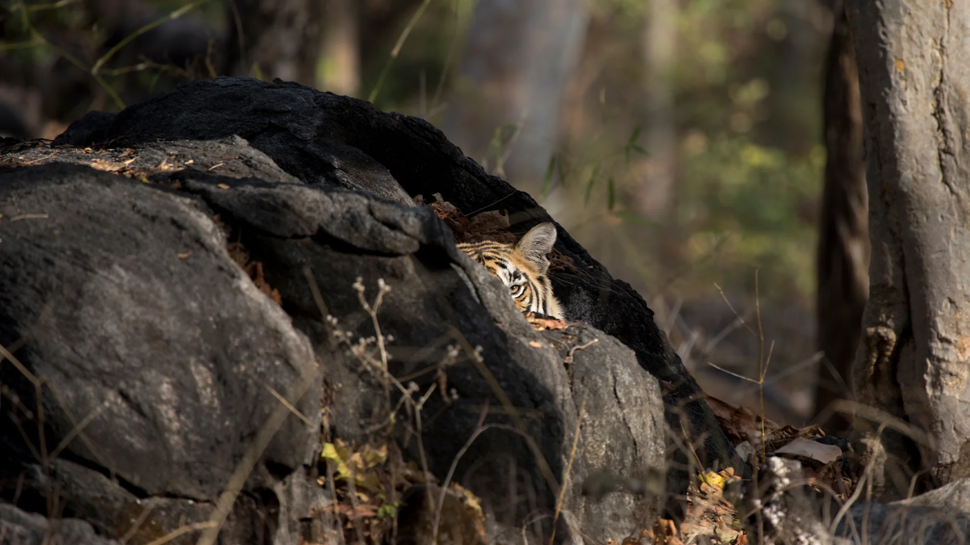 Corbett Tiger Expedition Jhirna & Bijrani Adventure