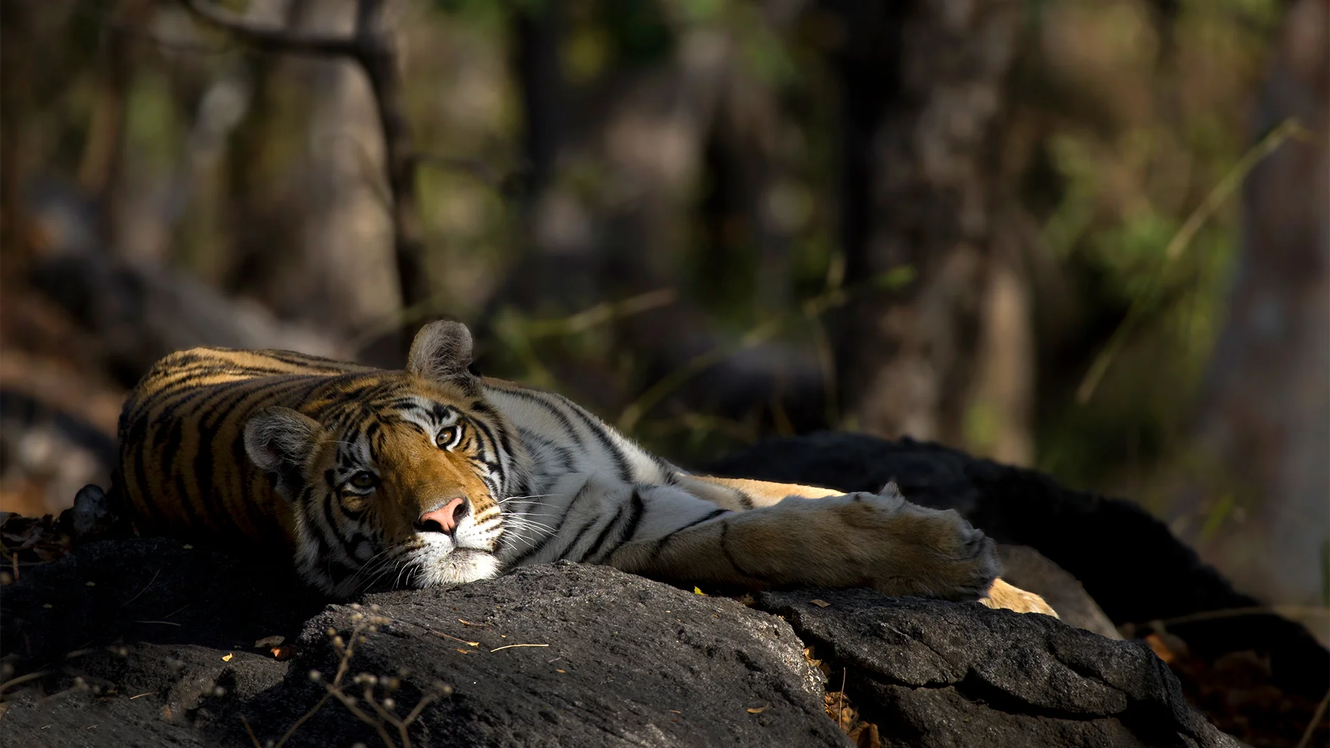 Ultimate Dhikala Tour 7-Safari Tiger Adventure in Corbett
