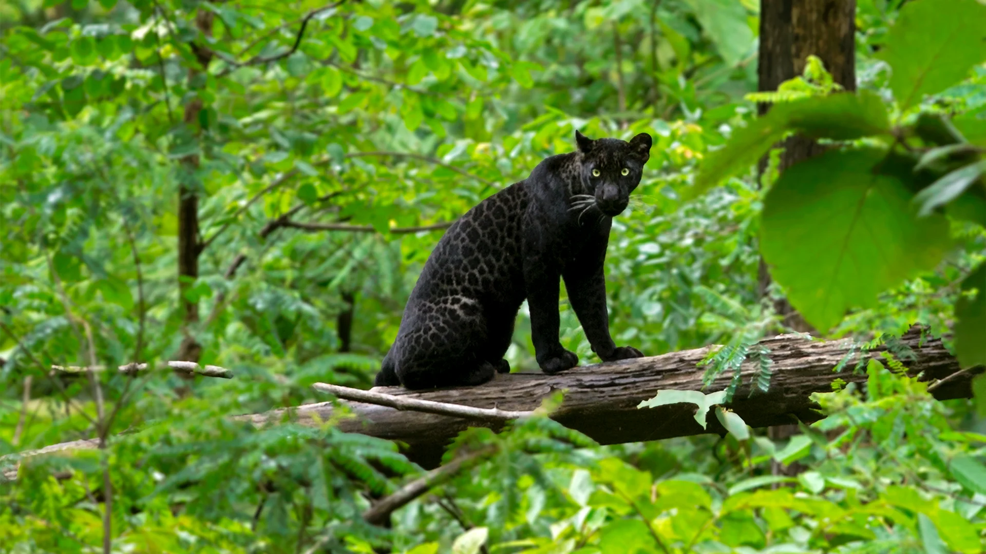 Ultimate Pench Tiger Expedition 6-Safari Wilderness