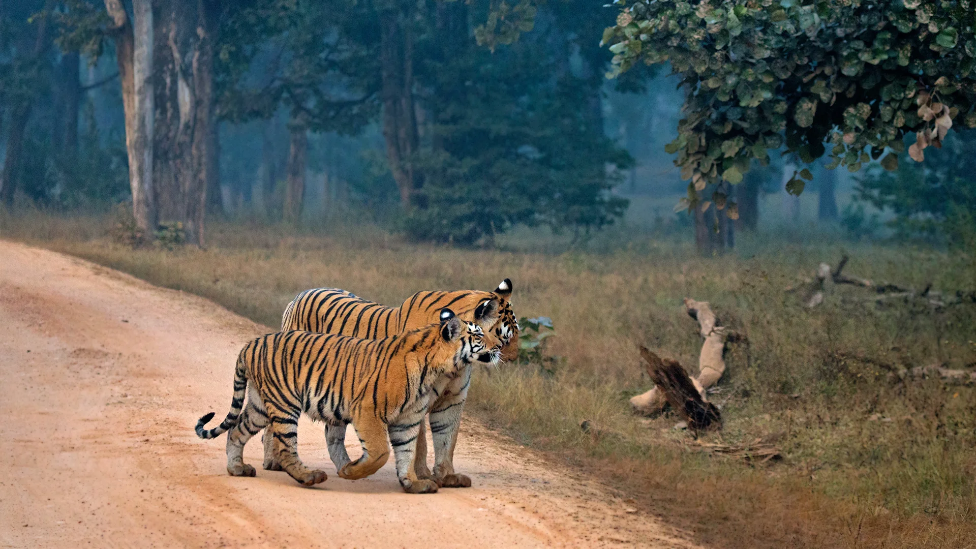 Ultimate Pench Tiger Expedition 6-Safari Wilderness