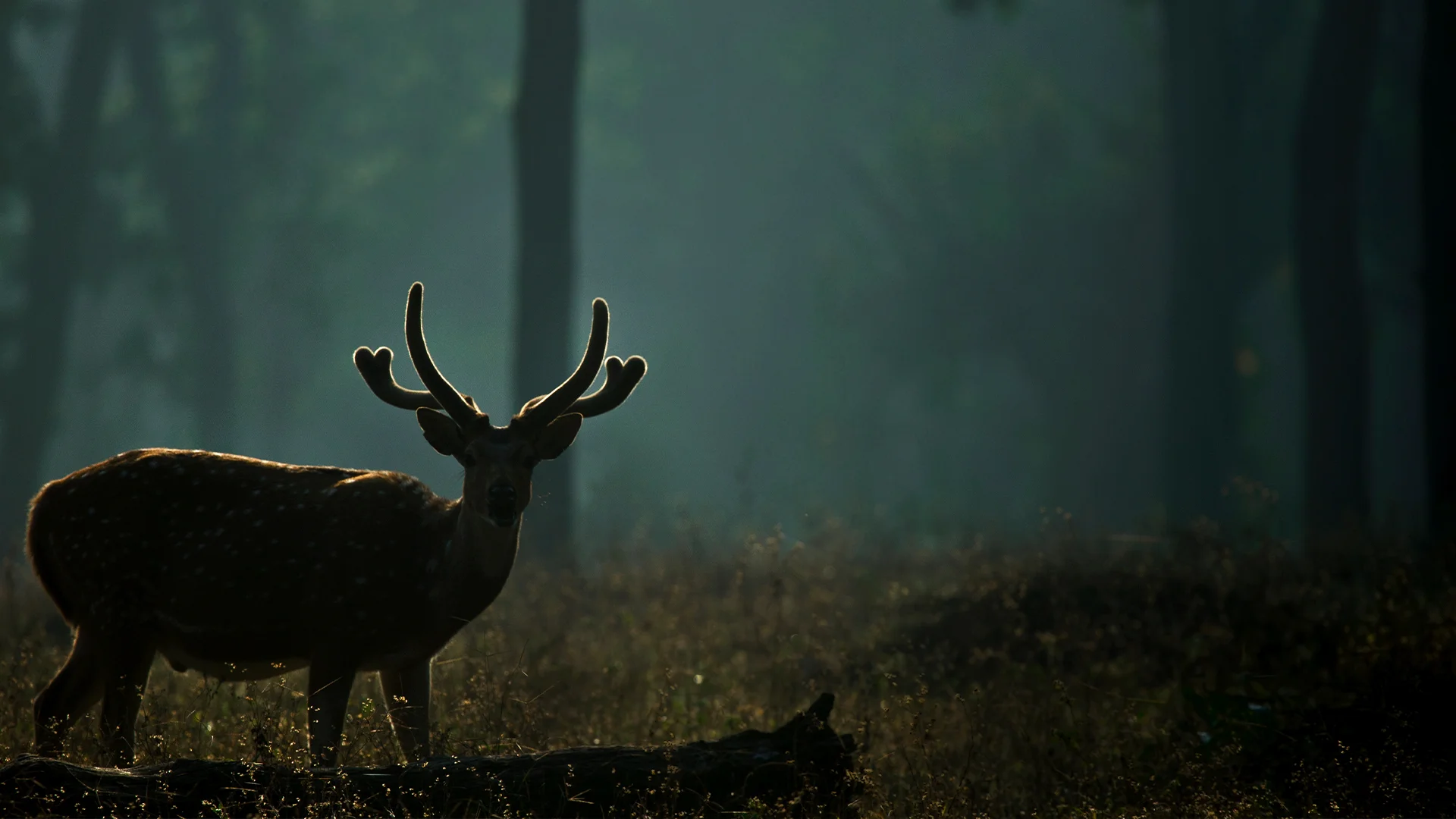 Ultimate Dhikala Tour 7-Safari Tiger Adventure in Corbett