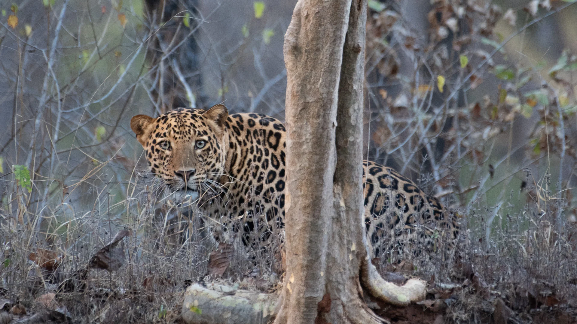 Satpura Wilderness Expedition 6-Safari Marathon