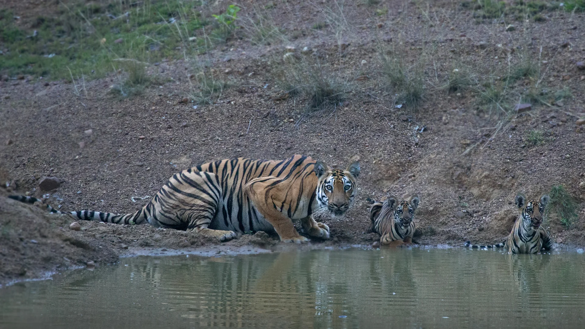 Tadoba Tiger Safari 2-Night Intensive Wildlife Package