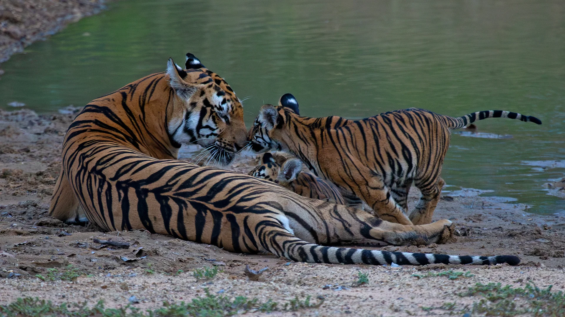 Tadoba Tiger Marathon 5-Day Wildlife Package